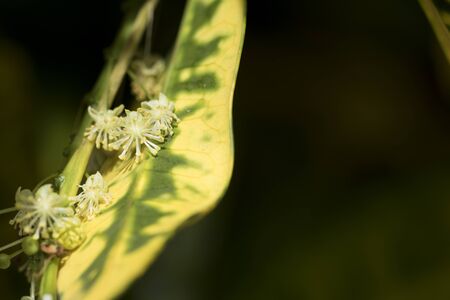 Close-up image of beautiful little flowers growing. Beautiful macro photography of little panicles growing.の写真素材