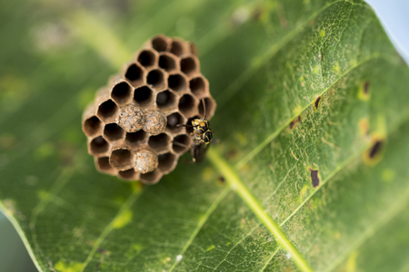 Gorgeous picture of a wasp nast on the back of a leaf. Close-up picture. Macro photography.の写真素材