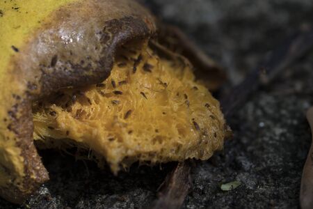 Macro photography of mango fallen to the ground beeing eaten by large number of flies. Close-up.の写真素材