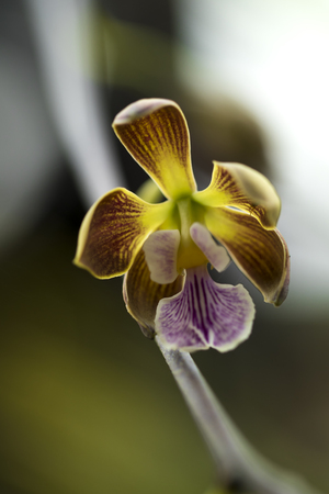 Beautiful picture of an amazing yellow, brown, white and purple flower named Encyclia Orchid. Picture taken on an afternoon at an event of Orchid Cultivators in Brazil. Close-up photography. Macro Lens.の写真素材