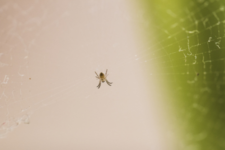 Macro photography of a cute tiny spider on its web. Amazing detail. Close-up image.の写真素材