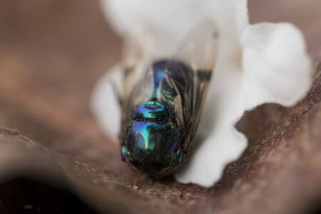 Poethic shoot of dead metallic green and blue cluster fly laying down. Close-up picture. Macro photography.の写真素材