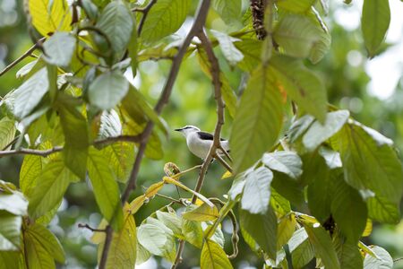 Beautiful Masked Water Tyrant (Fluvicola Nengeta) landed on branch posing. Close-up image.の写真素材