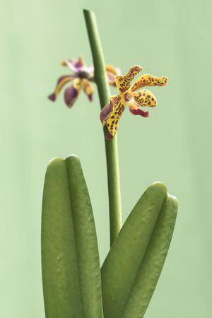 Beautiful picture of an amazing yellow and pink Orchid. Picture taken on an afternoon at an event of Orchid Cultivators in Brazil. Close-up photography. Macro Lens.の写真素材