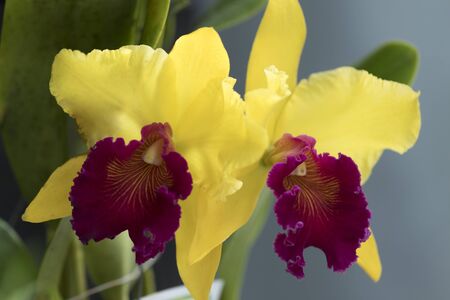 Beautiful picture of this amazing yellow and wine red flower named Cattleya Orchid. Picture taken on an afternoon at an event of Orchid Cultivators in Brazil. Close-up photography. Macro Lens.の写真素材