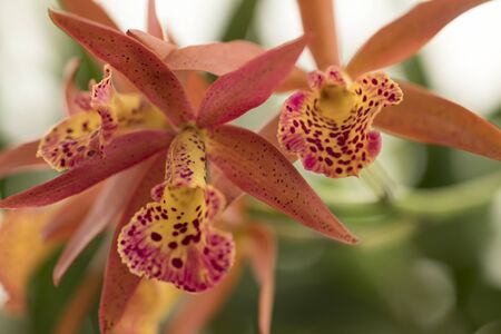 Beautiful picture of an amazing orange and yellow kind of Orchid. Picture taken on an afternoon at an event of Orchid Cultivators in Brazil. Close-up photography. Macro Lens.の写真素材