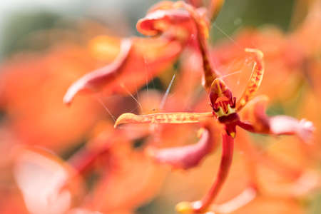 Beautiful picture of an amazing orange flower named Paraphalaenopsis Orchid. Picture taken on an afternoon at an event of Orchid Cultivators in Brazil. Close-up photography. Macro Lens.の写真素材