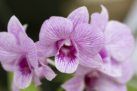 Beautiful picture of an amazing pink and white flower named Dendrobium Orchid. Picture taken on an afternoon at an event of Orchid Cultivators in Brazil. Close-up photography. Macro Lens.の写真素材