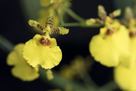 Beautiful picture of an amazing yellow flower named Oncidium Orchid. Picture taken on an afternoon at an event of Orchid Cultivators in Brazil. Close-up photography. Macro Lens.の写真素材