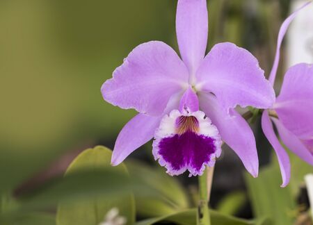 Beautiful picture of an amazing light purple and white flower named Cattleya Orchid. Picture taken on an afternoon at an event of Orchid Cultivators in Brazil. Close-up photography. Macro Lens.の写真素材