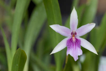Beautiful picture of an amazing nearly white purple flower named Spectabilis Orchid. Picture taken on an afternoon at an event of Orchid Cultivators in Brazil. Close-up photography. Macro Lens.の写真素材