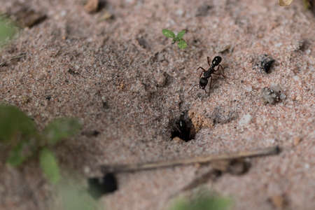 Amazing register of tiny ants working to build their nest. Close-up picture. Top view. Macro photography.の写真素材