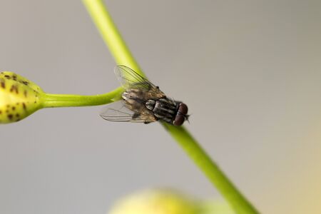 Little fly on green branch. Macro lens. Super macro on amazing eyes. Close-up photography.の写真素材