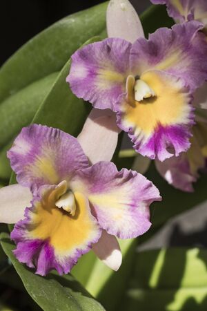 Beautiful picture of an amazing fuchsia, white and yellow flower named Cattleya Frans Hais Orchid. Picture taken on an afternoon at an event of Orchid Cultivators in Brazil. Close-up photography. Macro Lens.の写真素材