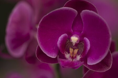 Beautiful picture of an amazing fuchsia flower named Phalaenopsis Orchid. Picture taken on an afternoon at an event of Orchid Cultivators in Brazil. Close-up photography. Macro Lens.の写真素材