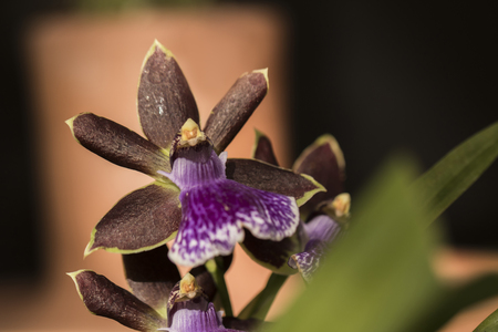 Beautiful picture of an amazing purple, green and black flower named Zygopetalum Orchid. Picture taken on an afternoon at an event of Orchid Cultivators in Brazil. Close-up photography. Macro Lens.の写真素材