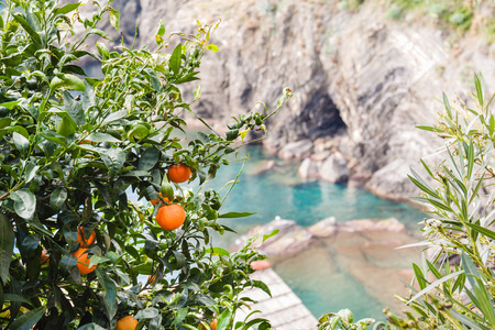 Tangerine tree on the seashore of Liguria, Italy.の写真素材