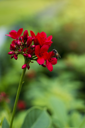 red Jatropha integerrima or Integrileaf Jatropha, Spicy Jatropha, peregrinaの写真素材