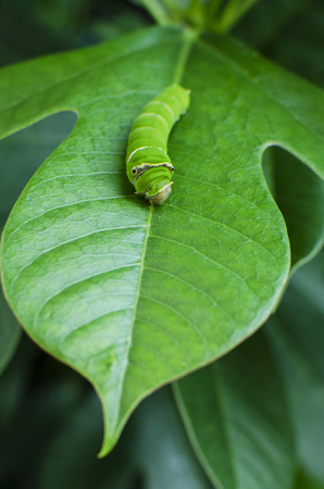 Young butterfly caterpillar is eating delicious kaffir lime leaves and is growing up to become a beautiful butterfly.の写真素材