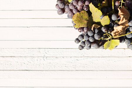 Red natural organic grapes on a white wooden rustic table with copyspace or advertising text areaの写真素材