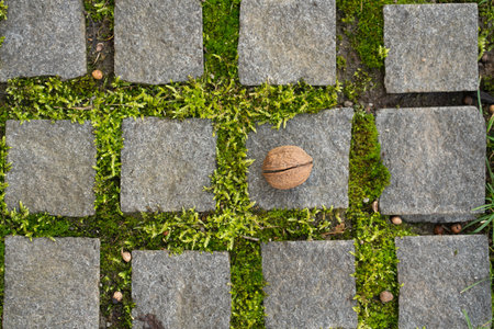 Close-up of nature taking over cobblestone pavement with grass and nut as circle of life conceptの写真素材