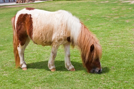 dwarf horse eating grassの写真素材