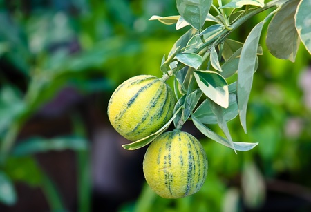 Green lemon on treeの写真素材