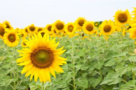 Sunflower fieldの写真素材