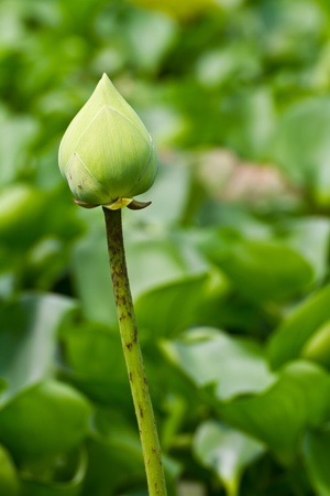 Green lotusの写真素材