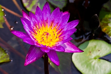 Purple lilyの写真素材