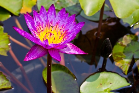 Purple lily and beeの写真素材