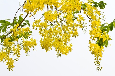 Golden Shower Tree, National tree of Thailand の写真素材