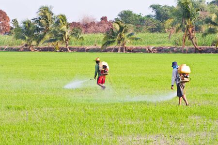 Farmer spraying pesticide on rice field の写真素材