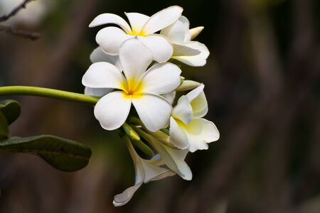 plumeria flowerの写真素材