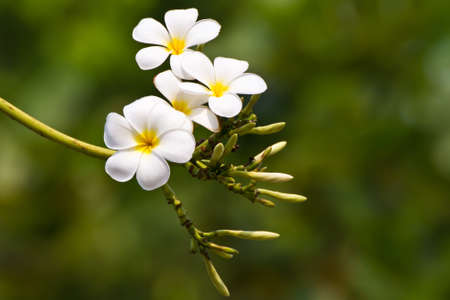plumeria flowerの写真素材