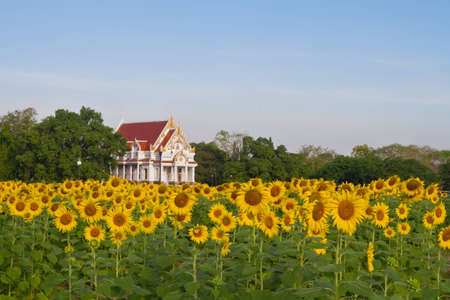 Thai temple in sunflower fieldの写真素材