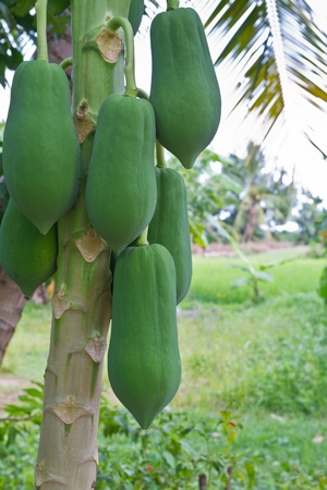 Bunch of papayas hanging from the treeの写真素材