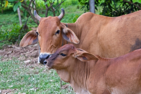 Asian cow and calfの写真素材