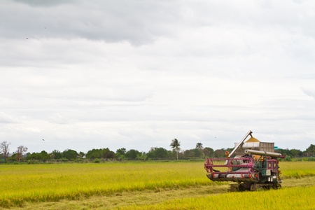 Combine harvesting riceの写真素材