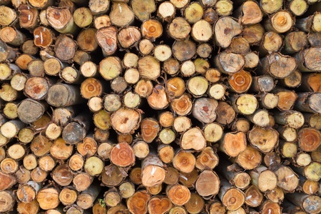 Cross section of pine logs