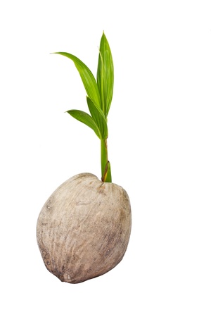 Sprout of coconut tree の写真素材