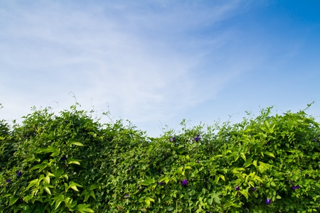 Steel fence wall covered with Clitoria ternatea vine against blue skyの写真素材