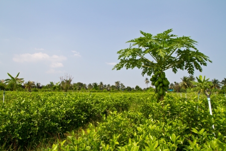 Papaya plantの写真素材