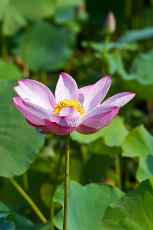 Pink lotus in the lakeの写真素材
