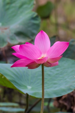 Pink lotusの写真素材