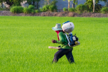 A farmer working at paddy fieldのeditorial素材