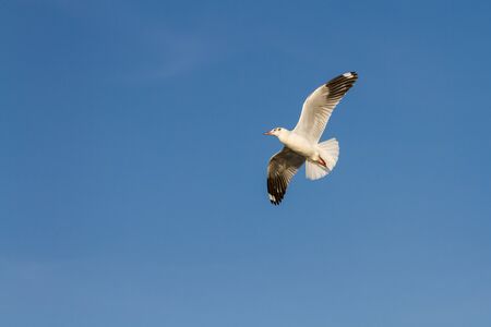 Flying seagull on blue sky