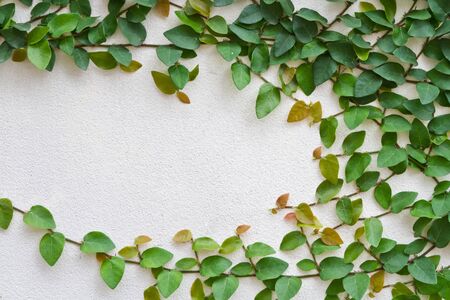 Green creeper plant growing on the white wallの写真素材