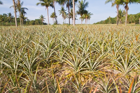 Pineapple plant farmの写真素材