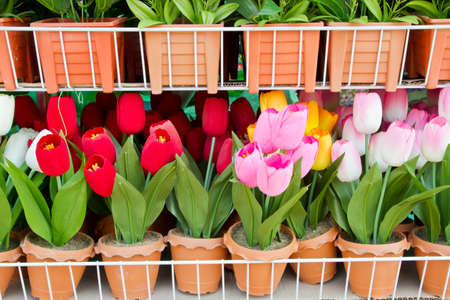 Colorful paper flower on shelvesの写真素材